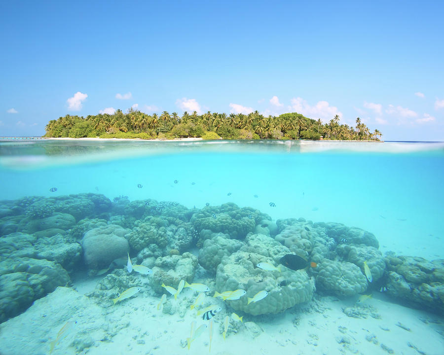 Underwater Reef And Island In The Photograph by Matteo Colombo