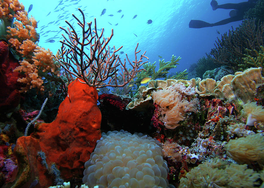 Underwater Reef With Coral And Fish Photograph by Cdascher