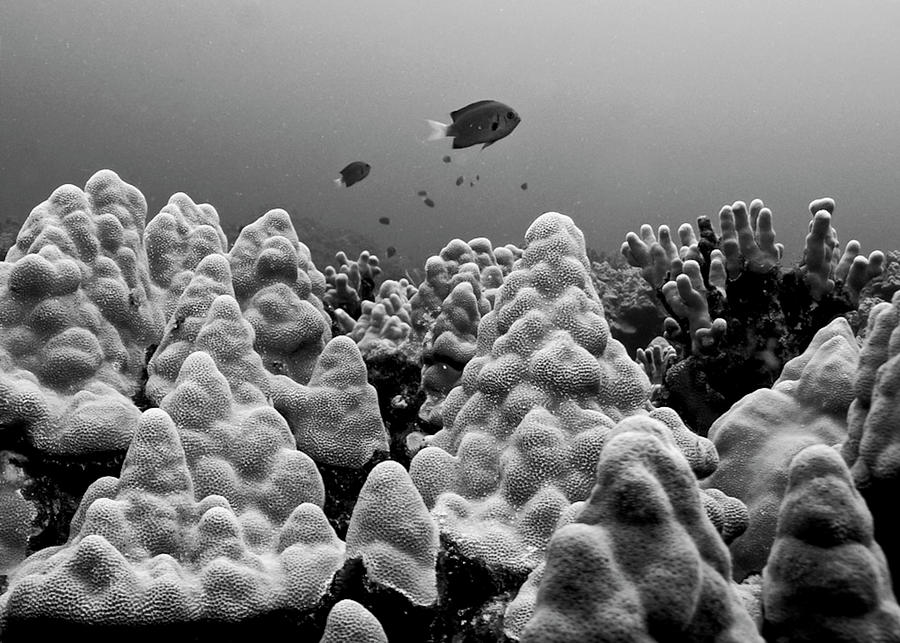 Underwater Scene Taken Near Kona Photograph by Born Wild Photos