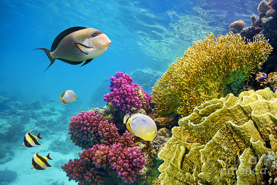 Deep Photograph - Underwater Scene With Coral Reef by John walker