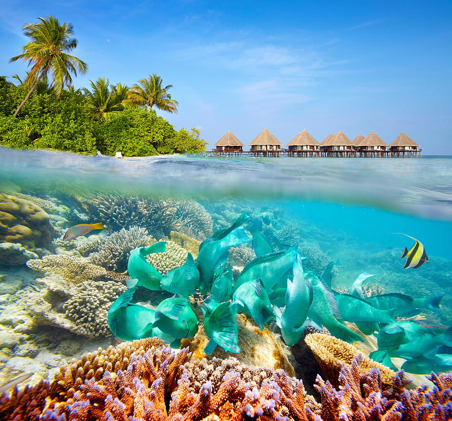 Fish Photograph - Underwater Scenery At Maldives Island by Jan Wlodarczyk