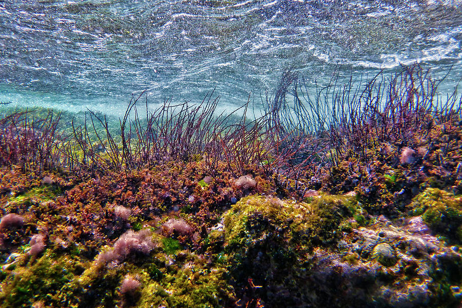 Underwater Seascape Showing Colourful Seaweed Photograph by Cavan ...