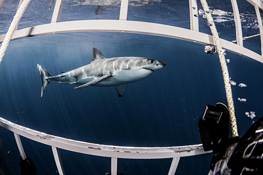 Great White Shark Digital Art - Underwater Side View Of Great White Shark From Shark Cage by Ken Kiefer 2