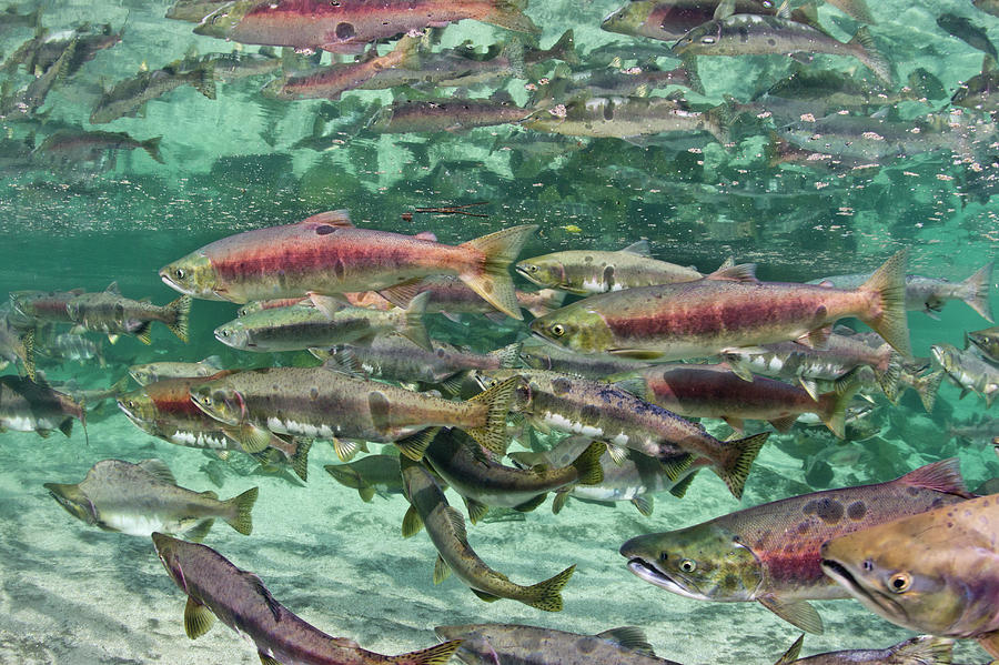 Underwater Spawning Salmon, Alaska Photograph by Paul Souders