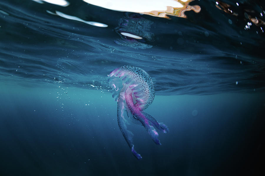 Underwater View Of A Jellyfish From The Mediterranean Sea by Cavan Images