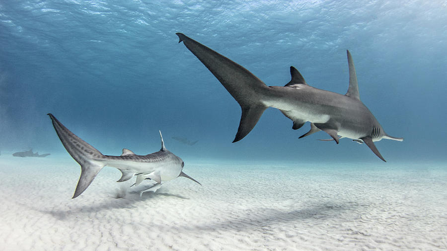 Underwater View Of Great Hammerhead Shark And Tiger Shark Swimming Over ...