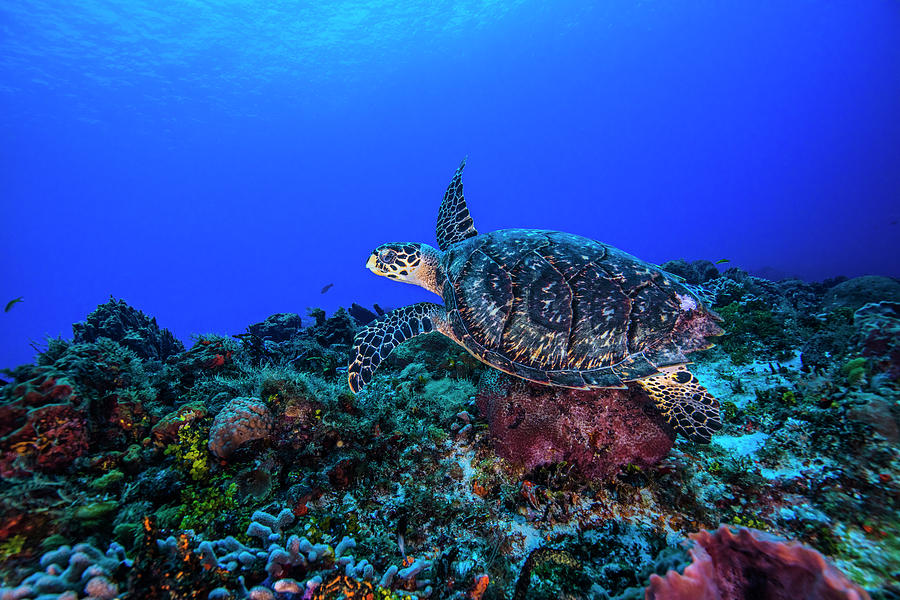 Wildlife Digital Art - Underwater View Of Hawksbill Turtle Swimming Over Seabed by Ken Kiefer 2