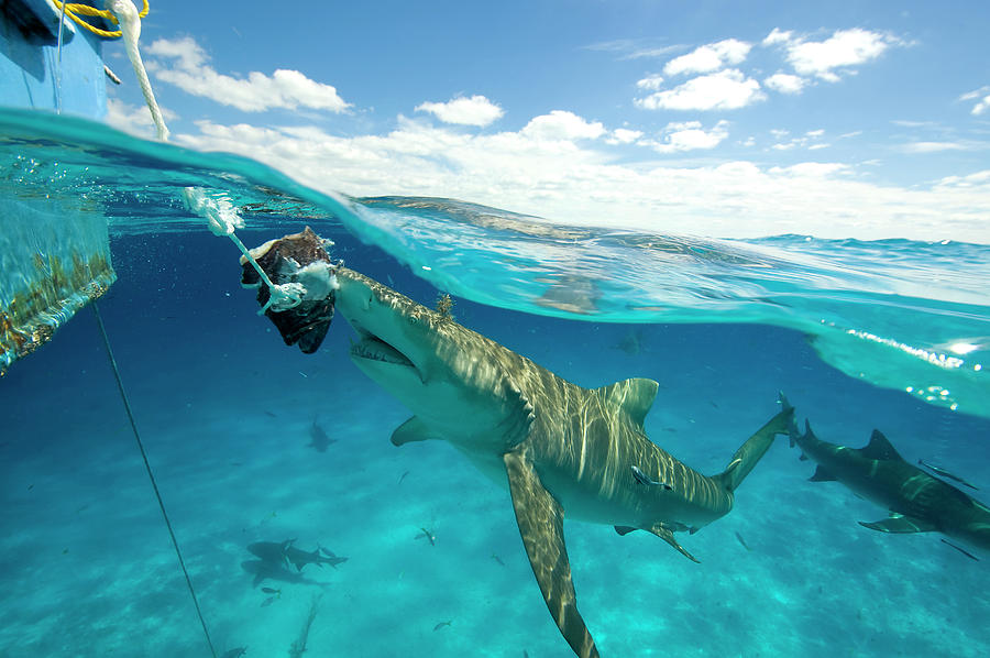 Underwater View Of Lemon Shark Near Water Surface Eating Bait Hanging ...