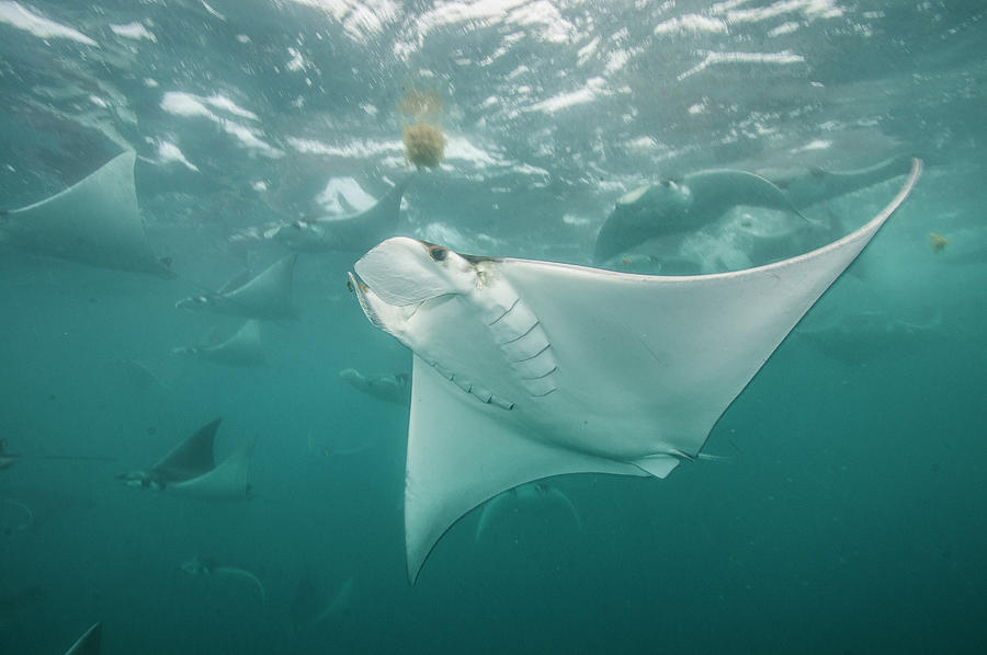 Underwater View Of Mobula Rays Gathering For Migration Around The ...