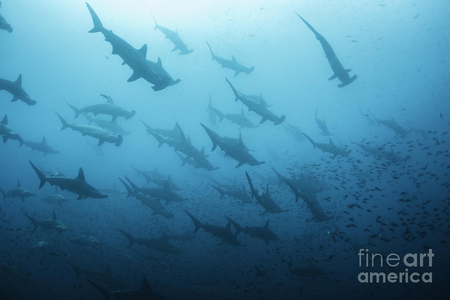 Sharks Photograph - Underwater View Of Scalloped Hammerhead by Wildestanimal Sharks Photograph - Underwater View Of Scalloped Hammerhead by Wildestanimal