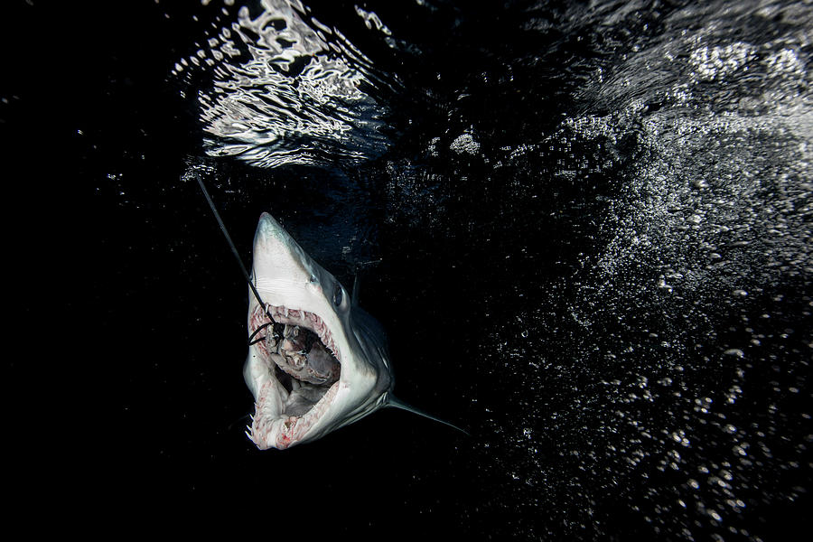 Wildlife Digital Art - Underwater View Of Shortfin Mako Shark (isurus Oxyrinchus) Swallowing Fish Bait In Dark Sea, West Coast, New Zealand by Richard Robinson