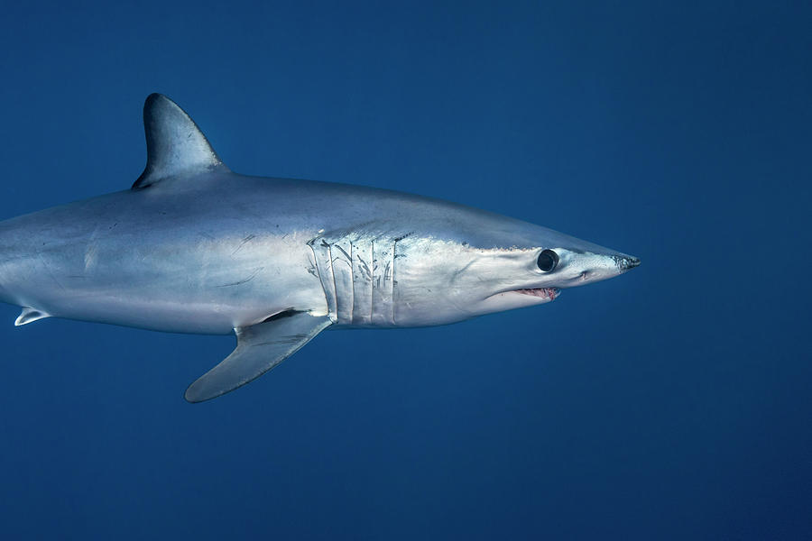 Underwater View Of Shortfin Mako Shark (isurus Oxyrinchus) Swimming In ...