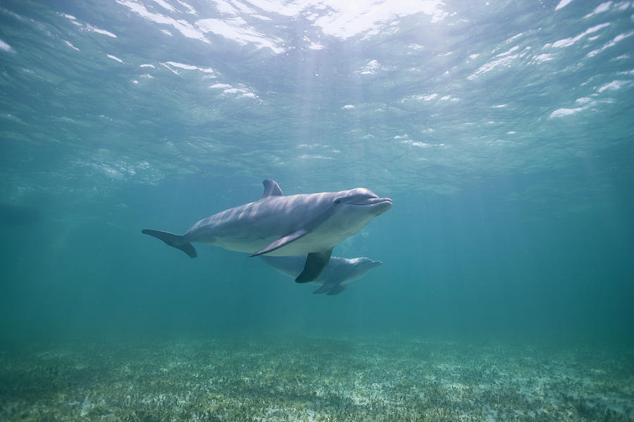 Underwater View Of Two Bottlenose Photograph by Paul Souders