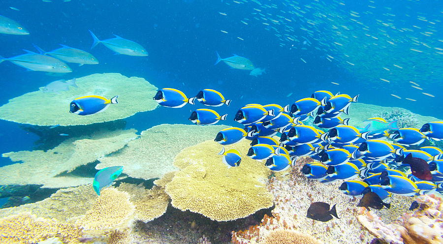 Underwater View With Fish, Maldives Photograph by Jan Wlodarczyk - Fine ...