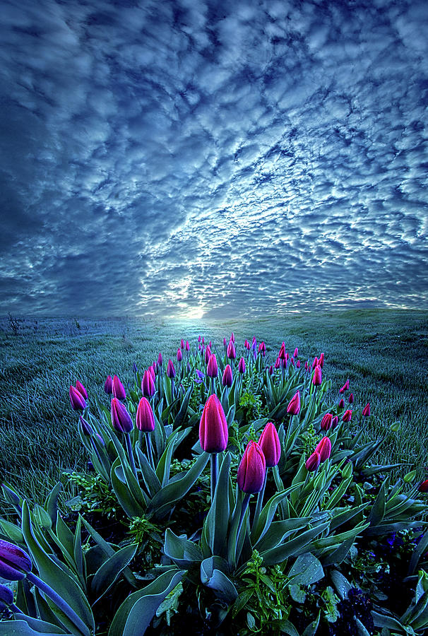 Sunset Photograph - Unequal to Our Gifts by Phil Koch