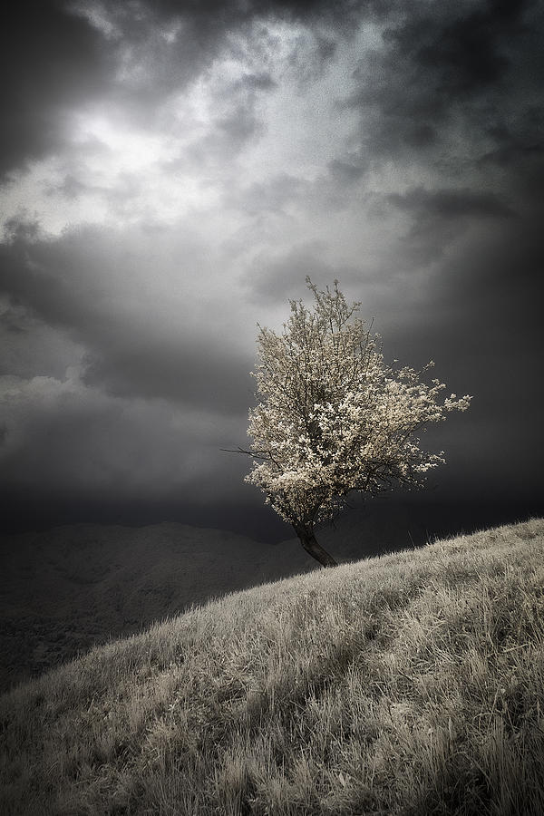 Nature Photograph - Unexpected Grace by Filippo Manini
