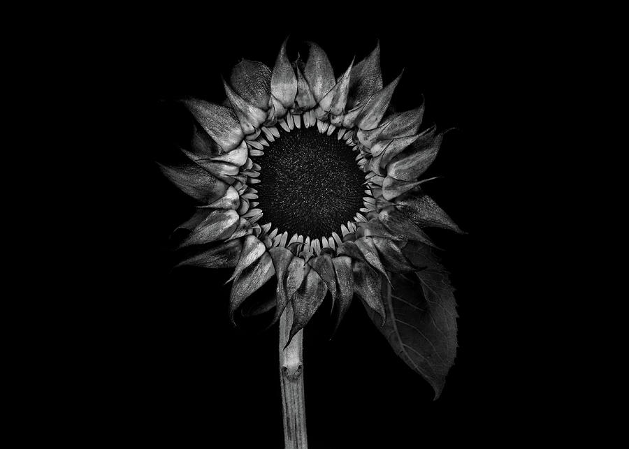 Sunflower in black and white  Photograph by Alessandra RC