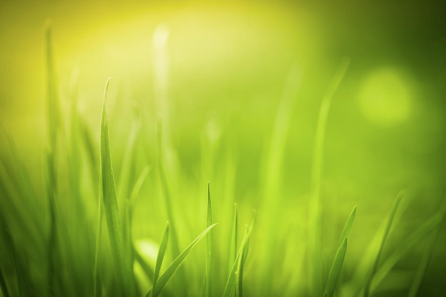 Unfocused Close-up Of Green Grass Photograph by Jeja