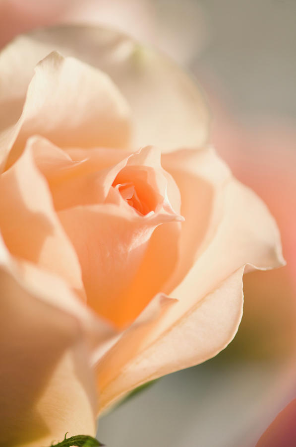 Unfolding Light Peach Rose Flower Photograph by Maria Mosolova