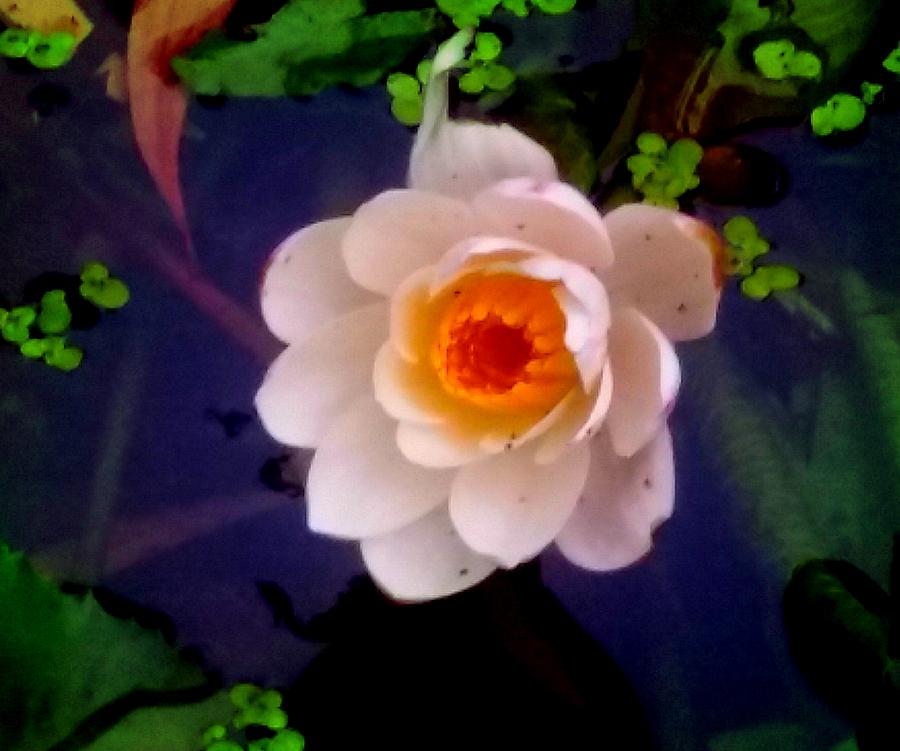 Unfolding lotus Photograph by Nilu Mishra