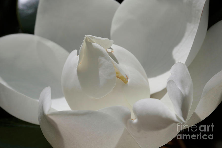 Unfolding Magnolia  Photograph by Carol Groenen