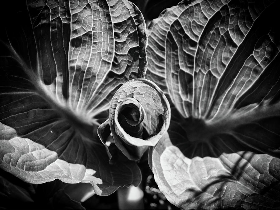 Leaf Photograph - Unfurl by Scott Wyatt