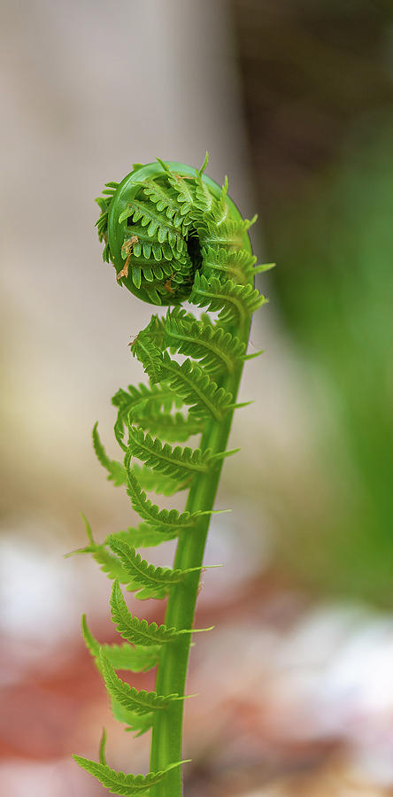 Unfurling Fern Photograph by Mary Courtney