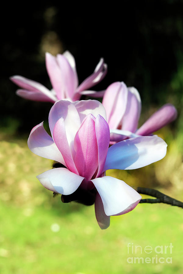 Unfurling Magnolia Photograph