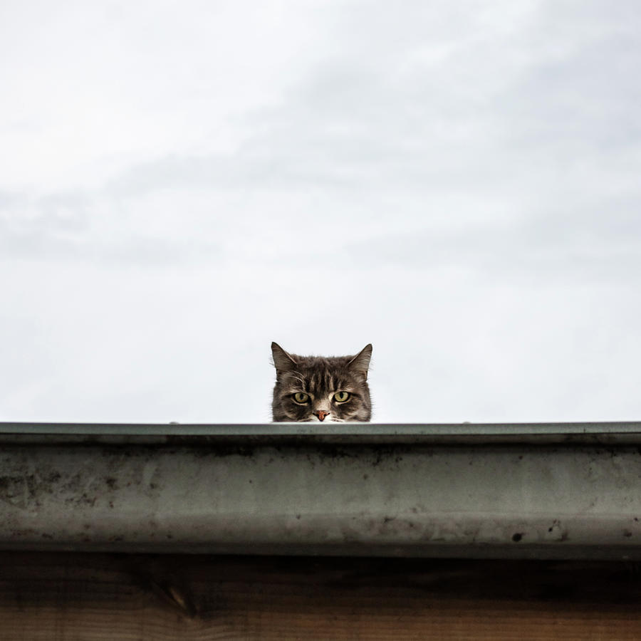 Unhappy Alley Cat Staring Back Photograph by John Abbate