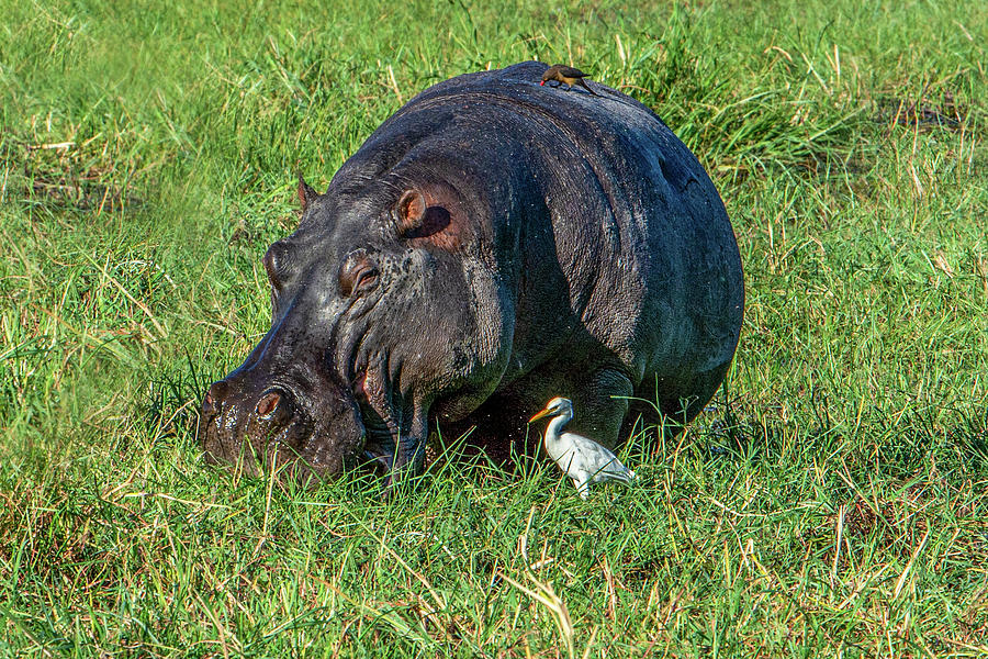 Unhappy Hippo Photograph by Douglas Wielfaert
