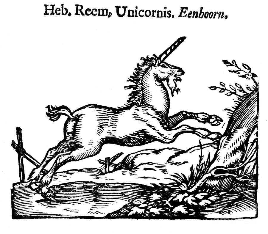 Unicorn, 1644 Drawing by Print Collector