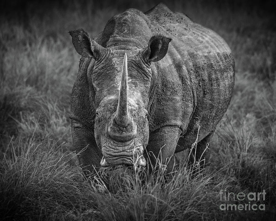 Rhinocerus Photograph - Unicorn by Jamie Pham