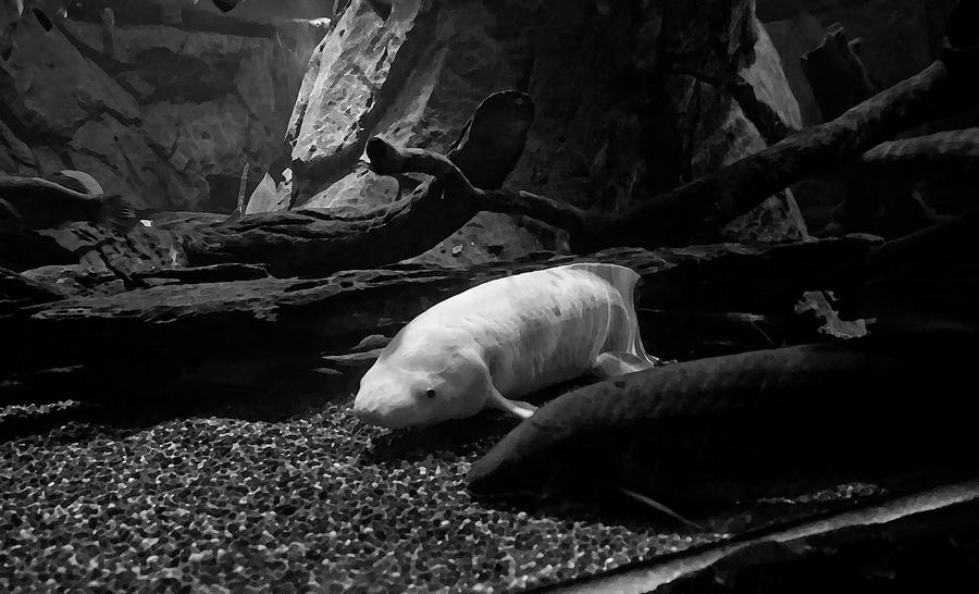Unique Albino And One More Lung Fish Photograph by Miroslava Jurcik