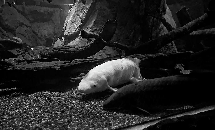 Unique Albino And One More Lung Fish by Miroslava Jurcik Unique Albino And One More Lung Fish by Miroslava Jurcik