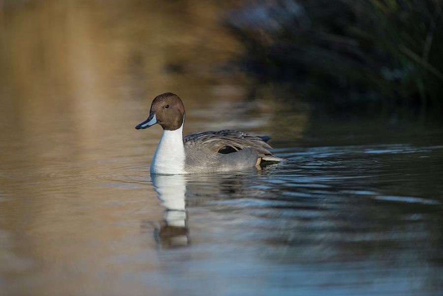 United Kingdom, Norfolk, Pintail (anas Photograph By Mike Powles - Fine 