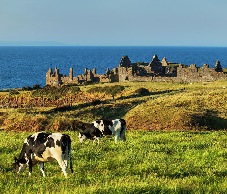 Architecture Digital Art - United Kingdom, Northern Ireland, Antrim, Portrush, Great Britain, British Isles, Cows Grazing In Front Of Dunluce Castle Along The Causeway Coastal Route by Luigi Vaccarella