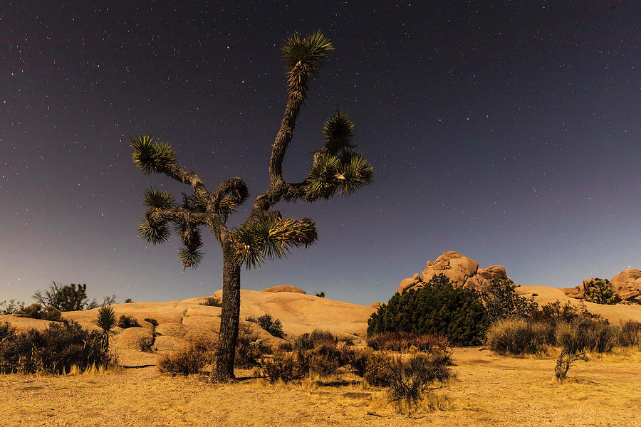 United States, California, Mojave Desert, Joshua Tree (yucca Brevifolia) With Starry Sky, Joshua Tree National Park Digital Art by Markus Lange