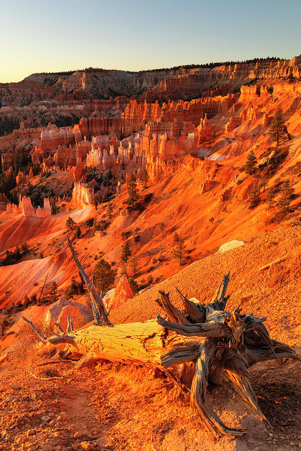 United States, Utah, Bryce Canyon National Park, Colorado Plateau, View Over The Hoodoos In Bryce Amphitheater At Sunrise Digital Art by Markus Lange