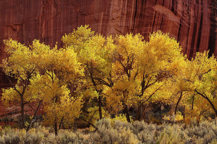 United States, Utah, Capitol Reef National Park, Colorado Plateau, Autumn In The Freeman Gorge Digital Art by Markus Lange