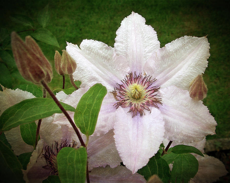  White Clematis Flower Photograph by Tikvahs Hope