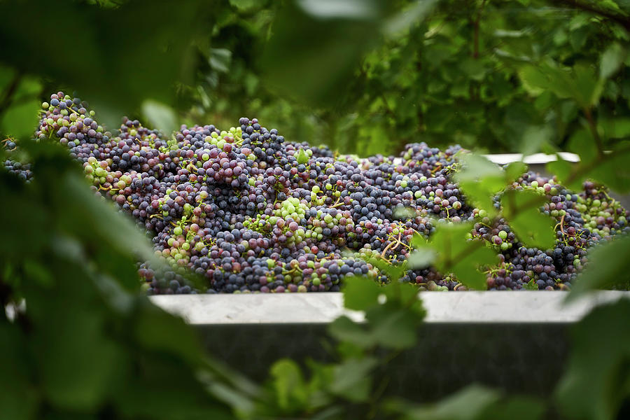 Unripe Grapes Being Harvested For Making Verjus Photograph by Herbert Lehmann