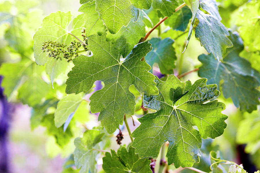 Unripe Grapes On A Vine In Spring Photograph by Leo Gong