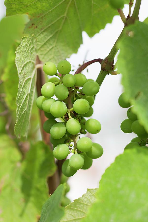 Unripe Grapes On The Vine Photograph by Claudia Timmann