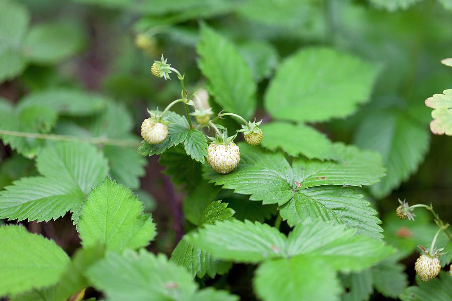 Unripe Wild Strawberries On A Plant Photograph by Rua Castilho