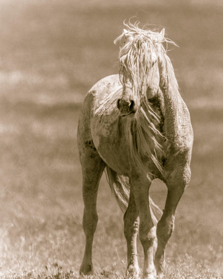 Untamed by Mary Hone Untamed by Mary Hone