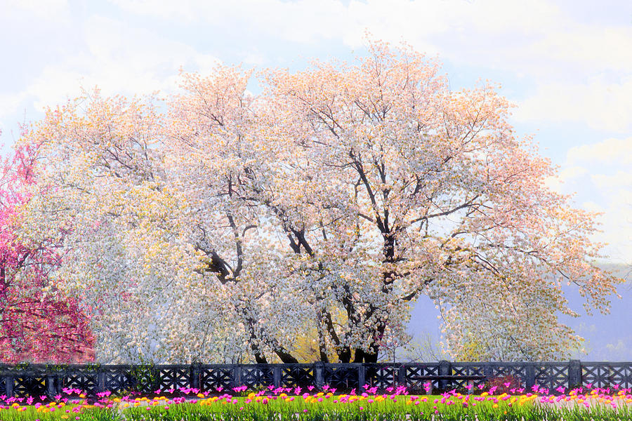 Untermyer Cherry Trees Photograph by Jessica Jenney