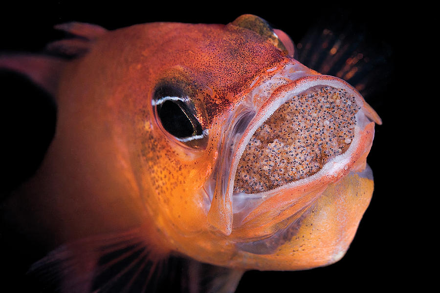 Fish Photograph - Untitled by Davide Lopresti