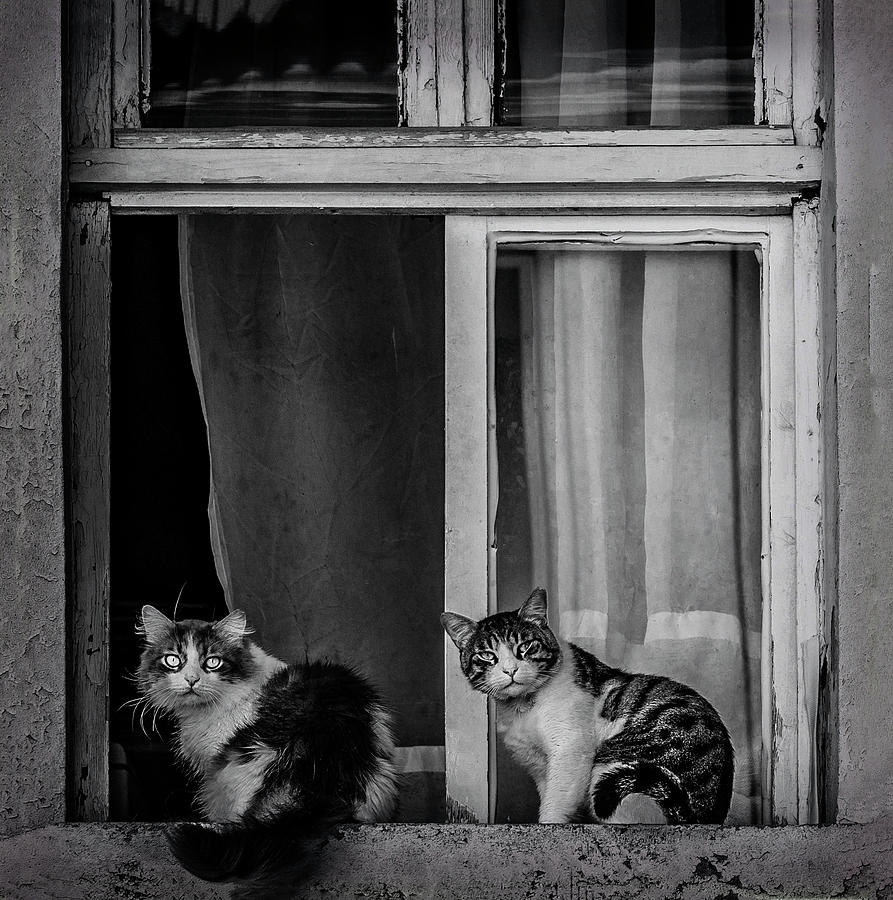Cat Photograph - Untitled by mer Ate? K?z?ltu?