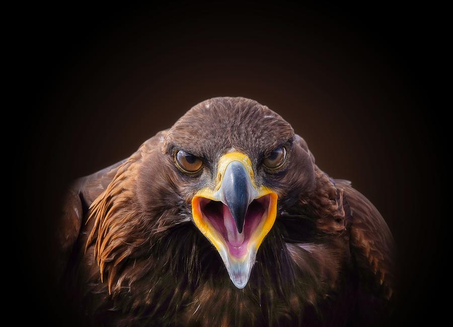 Eagle Photograph - Untitled by Monajumaan