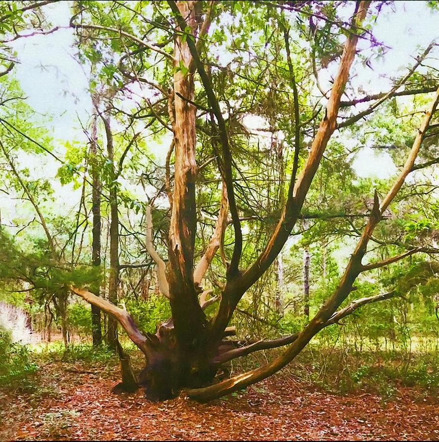 Turkey Oak Tree At Carolina Beach State Park Photograph by Sandi OReilly